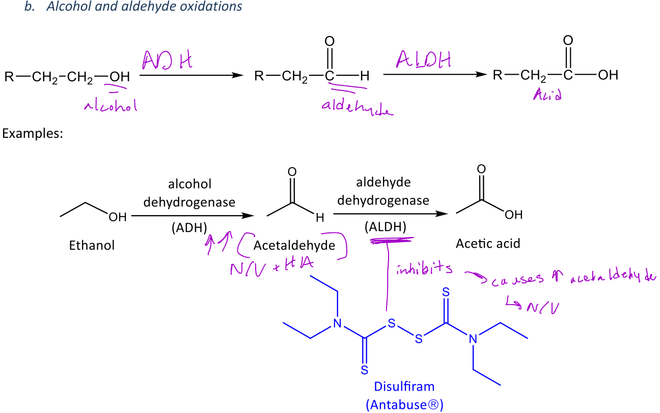 <p>A miscellaneous reaction in phase 1 metabolism in which an <em>alcohol can be converted to an aldehyde via alcohol dehydrogenase (ADH)</em> </p><p>-This aldehyde can further be oxidized into a carboxylic acid via <em>aldehyde dehydrogenase (ALDH)</em></p>