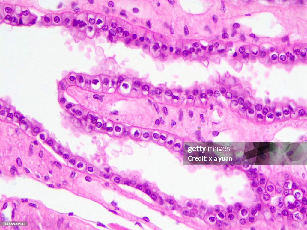 <p>A single layer of cube-shaped cells, commonly found in glands and kidney tubules, responsible for secretion and absorption. </p>