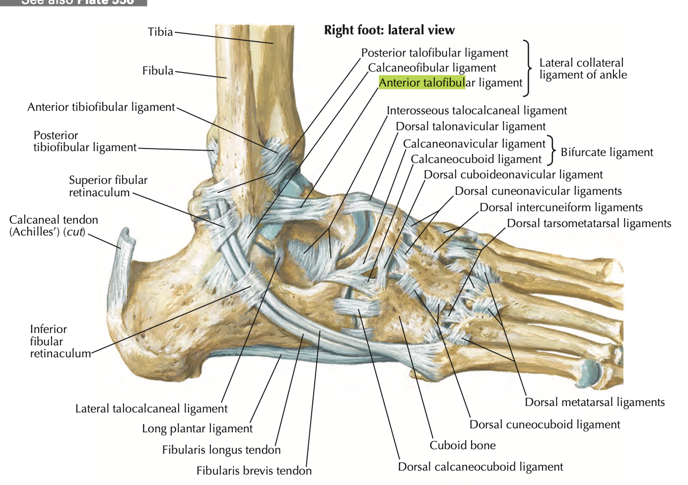 <p>Restricts foot inversion</p><ol><li><p>Anterior talofibular- most commonly sprained</p></li><li><p>calcaneofibular</p></li><li><p>posterior talofibular</p></li></ol><p></p>