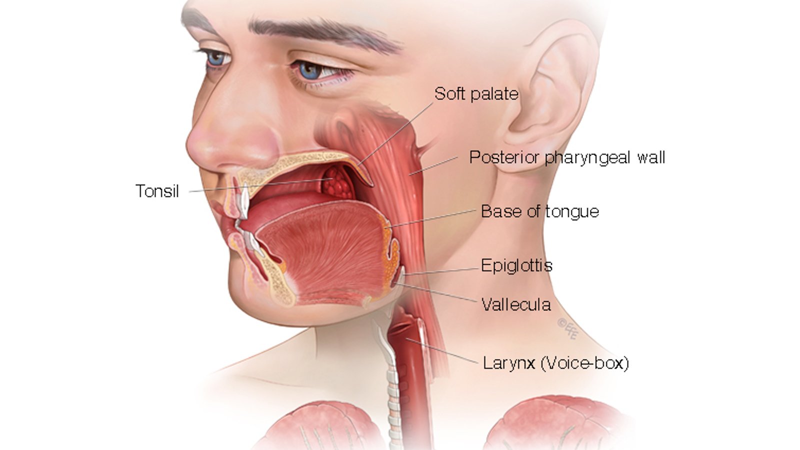 <p>What is the area directly posterior to the mouth?</p>