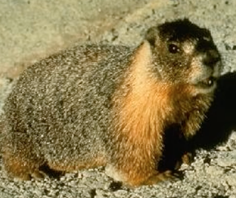Yellow-bellied marmot
