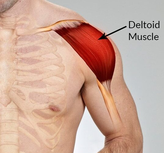 <p>Deltoid</p>