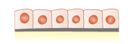 <p>What is the cell shape and where is it typically found? </p>