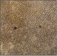 <p>What are these? Note that they are larger than ampullae of Lorenzini</p>
