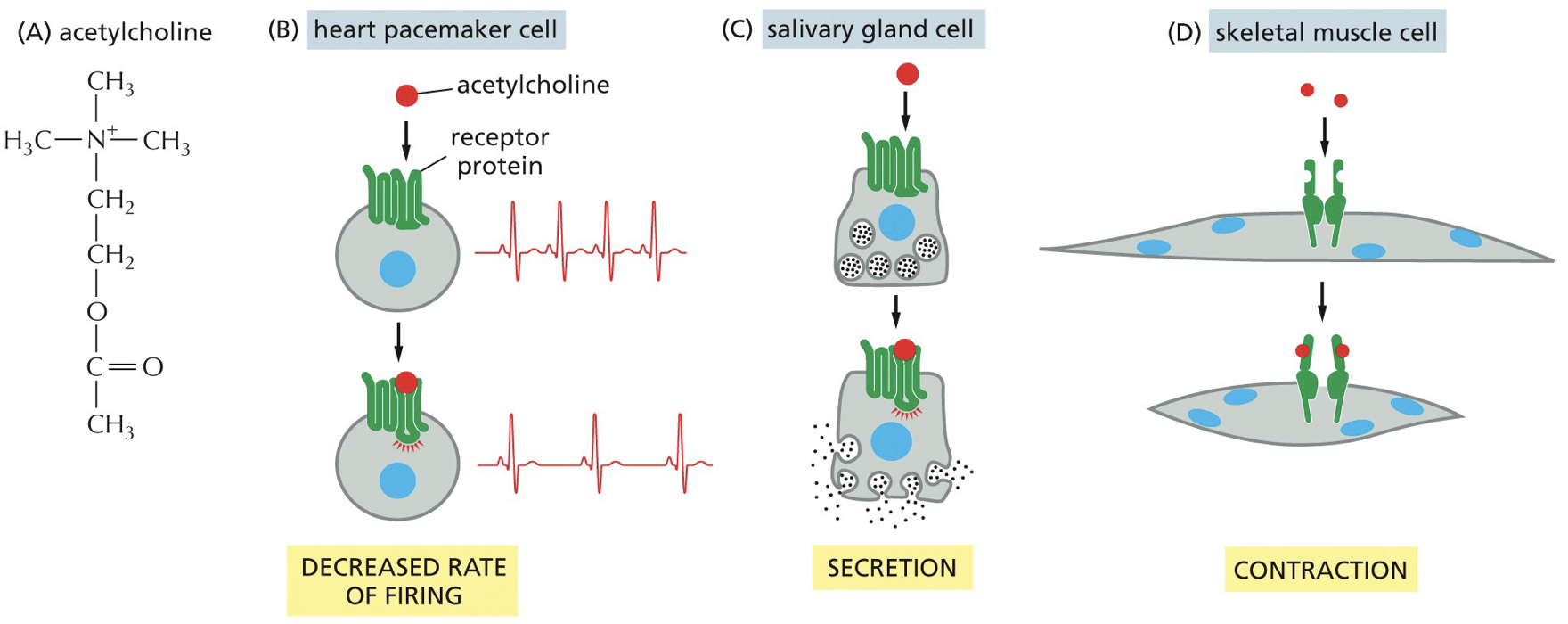 1 signaling molecule activates multiple different GPCRs