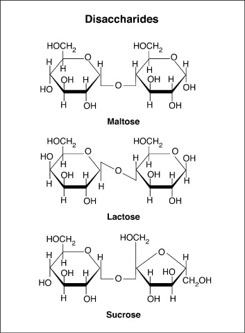 <ul><li><p>number of Carbon atoms &amp; suffix “-ose”</p></li><li><p>eg. Hexoses have 6 Carbons</p></li></ul><p></p>