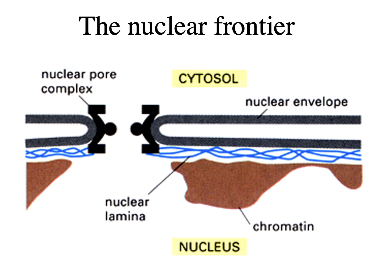 <ul><li><p>nuclear envelope (<em>the nuclear frontier</em></p></li></ul><p></p>