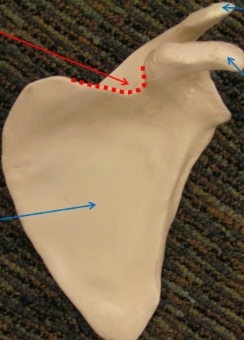 <p>What is the upper right blue arrow pointing to </p>