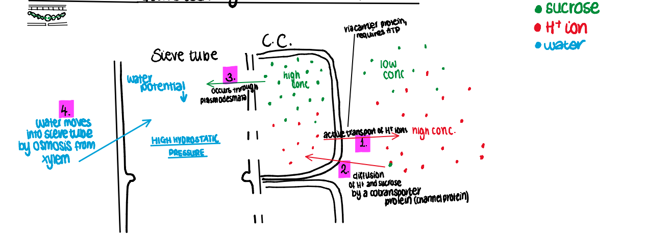<ul><li><p><span><span>Sucrose diffuses through the</span><strong><em><span> cell walls</span></em></strong><span> to the companion cells down a concentration gradient</span></span></p></li><li><p><span><span>This gradient is maintained by the</span><strong><em><span> constant movement</span></em></strong><span> of sucrose into phloem vessels (from where sucrose moves to a sink)</span></span></p></li><li><p><span><span>At the companion cells, sucrose is moved into the cytoplasm of the companion cell across the cell surface membrane by an </span><strong><em><span>active process.</span></em></strong></span></p></li><li><p><span><span>Companion cells </span><strong><em><span>actively transport H+ ions</span></em></strong><span> out into surrounding tissue </span><strong><em><span>using ATP</span></em></strong></span></p></li><li><p><span><strong><em><span>H+ ions</span></em></strong><span> return by </span><strong><em><span>diffusion</span></em></strong><span> down their concentration gradient via </span><strong><em><span>co-transporter proteins</span></em></strong></span></p></li><li><p><span><span>They bring </span><strong><em><span>sucrose</span></em></strong><span> along </span><strong><em><span>with</span></em></strong><span> them</span></span></p></li><li><p><span><span>As</span><strong><em><span> sucrose builds up</span></em></strong><span> in the companion cells it</span><strong><em><span> diffuses</span></em></strong><span> into the </span><strong><em><span>sieve tube</span></em></strong><span> through the </span><strong><em><span>plasmodesmata</span></em></strong><span> down its concentration gradient.</span></span></p></li><li><p><span><span>The build-up of sucrose lowers the water potential of the sieve tube element and so water follows by osmosis (from the xylem and surrounding cells) - both symplast and apoplast</span></span></p></li><li><p><span><span>This leads to high</span><strong><em><span> hydrostatic pressure</span></em></strong><span> in the sieve tube element at the</span><strong><em><span> source</span></em></strong></span></p></li></ul><p></p>