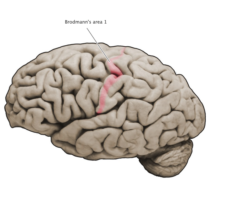 <p>Brodmann's Area 1</p>