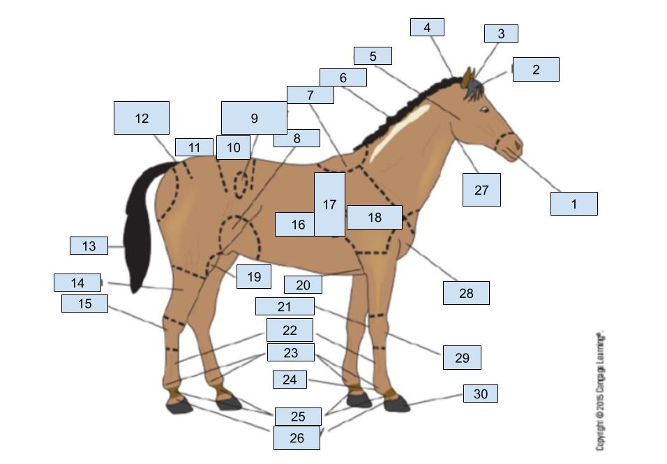 <p>the gaskin of a equine</p>