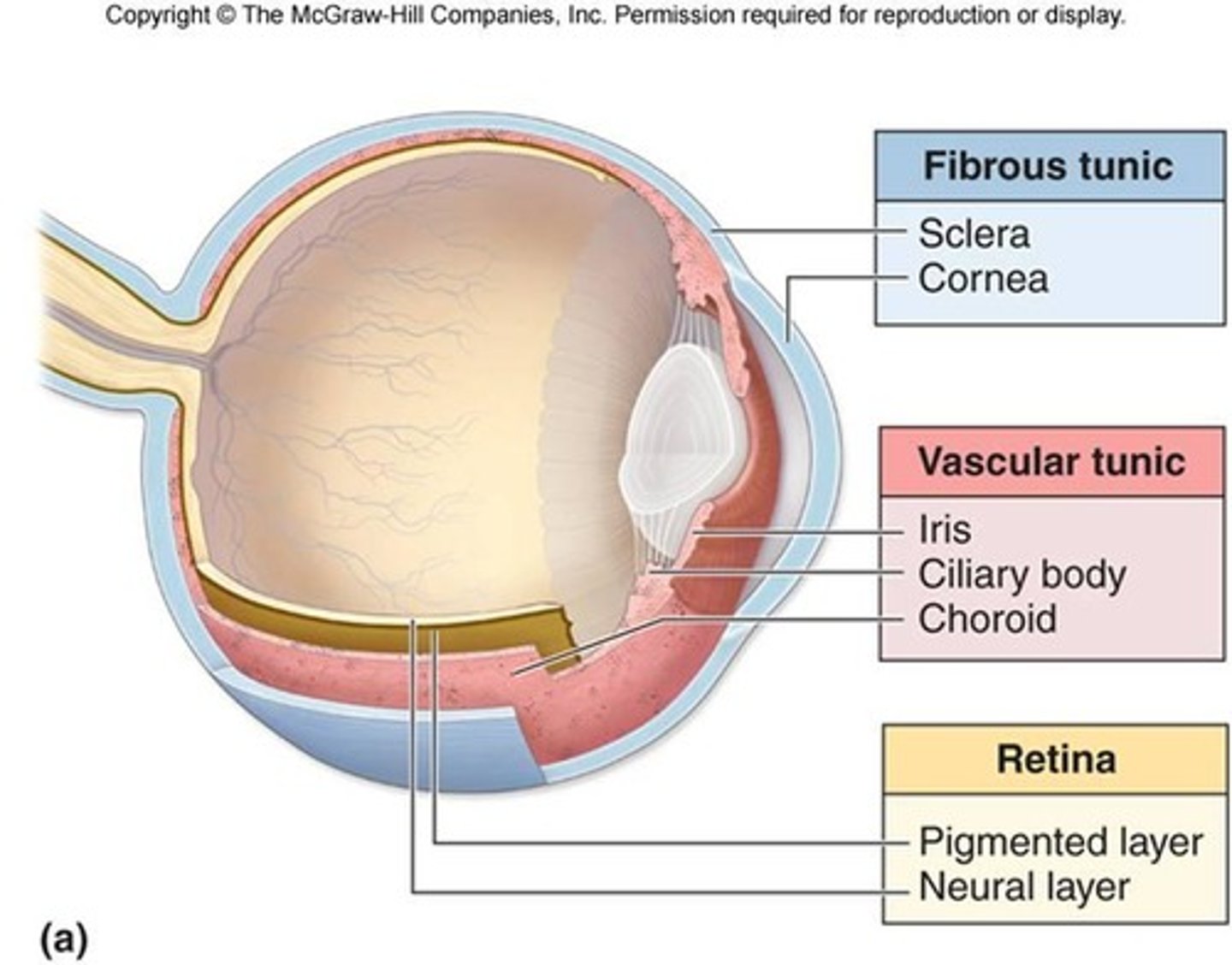 <p>external - sclera and cornea</p><p>middle or vascular layer - iris, ciliary body and choroid = uveal tract</p><p>internal layer - retina</p>