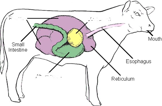 <p>what is labelled in green and what does it do?</p>