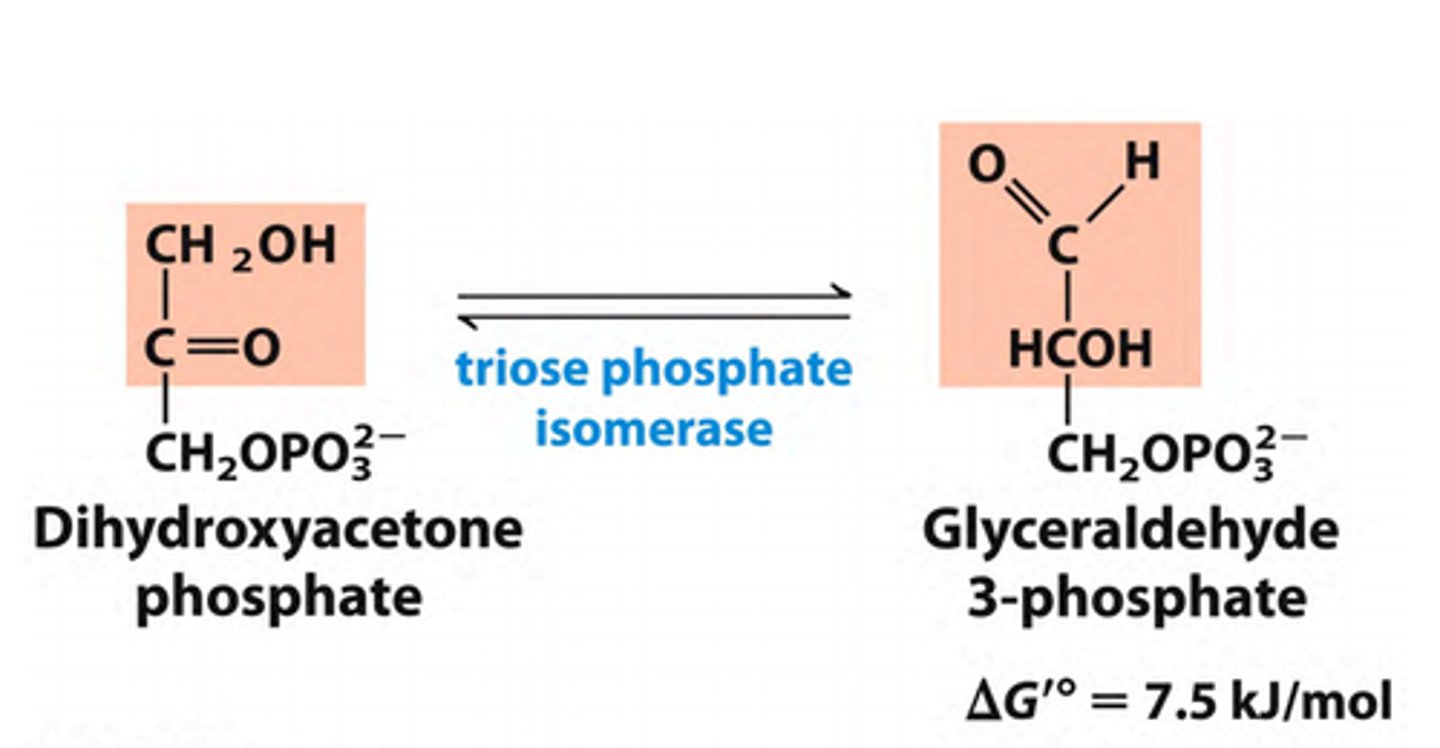 <p>Substrate → Product: Dihydroxyacetone phosphate ↔ Glyceraldehyde-3-Phosphate (G3P)</p><p>Enzyme: Triose phosphate isomerase</p><p>Energy intermediates: none</p><p>Notes: Interconversion maintains equilibrium between two triose phosphates.</p>
