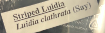 <p>Order: Paxillosida</p><p>Family: Luidiidae</p><p>Genus Luidia</p>
