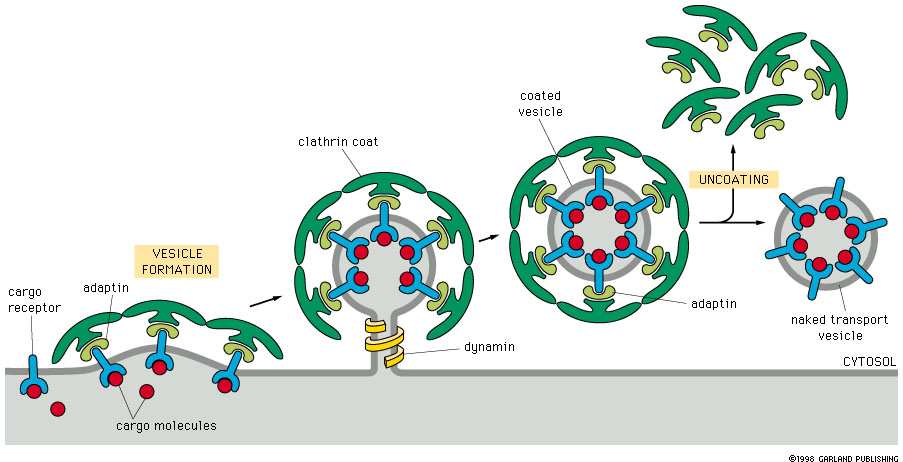 <ul><li><p>Essential for selective transport btwn cellular membranes</p><ul><li><p>move materials from the trans-Golgi network (TGN) to endoscopes, lysosomes, and plant vacuoles (plasma membrane)</p></li><li><p>Endocytosis from plasma membrane</p></li></ul></li></ul><p></p>
