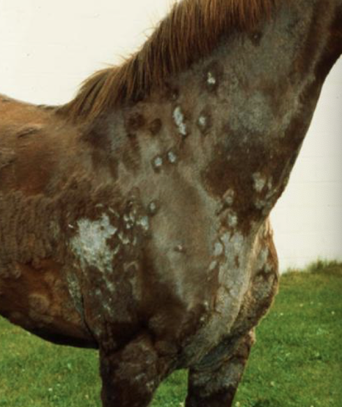 <p>Caused by <em>Trichophyton equinum/mentagrophytes</em> or <em>Microsporum gypseum/canis</em>. Spread by direct contact or contaminated tack, brushes, or stalls. Risk increases with poor hygiene and damp coats</p>