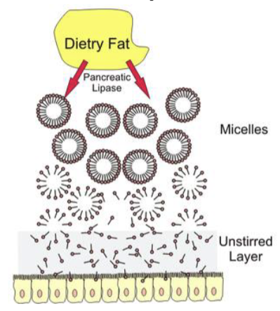 <p><strong>micelles</strong> containing monoglycerides penetrate + release fats into unstirred layer next to small intestine epithelium for absorption</p>