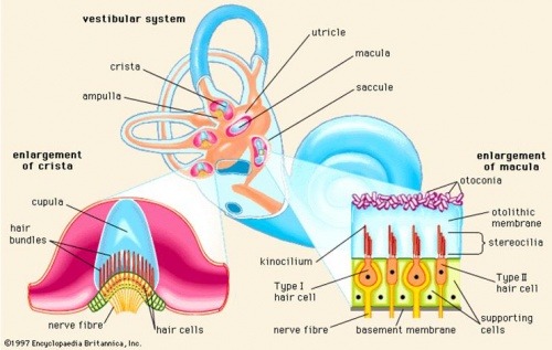 Vestibular Apparatus Semicircular Canals
