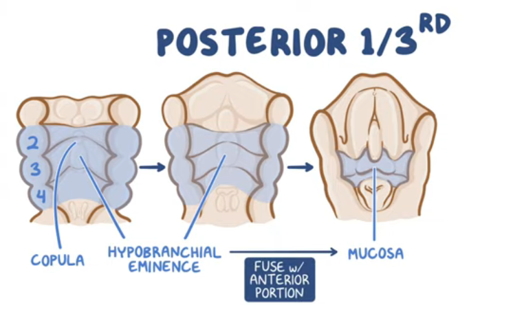 <ol><li><p>copula forms (midline swelling of the<strong> 2nd arch</strong>)</p></li><li><p>hypobranchial eminence develops (midline swelling from <strong>3rd arch</strong>)</p></li><li><p>hypobranchial eminence grows upwards, over the copula and forms the mucosa for the posterior 1/3 of the tongue and fuses with the anterior portion</p></li><li><p>the terminal sulcus separates the anterior and posterior tongue</p></li><li><p>at the tip of the teminal sulcus is the foramen cecum which is a pit that represents the place of origin of the thyroid gland</p></li><li><p>the most posterior part of the tongue develops from a 3rd median swelling arising from the <strong>4th pharyngeal arch</strong></p></li></ol><p></p>