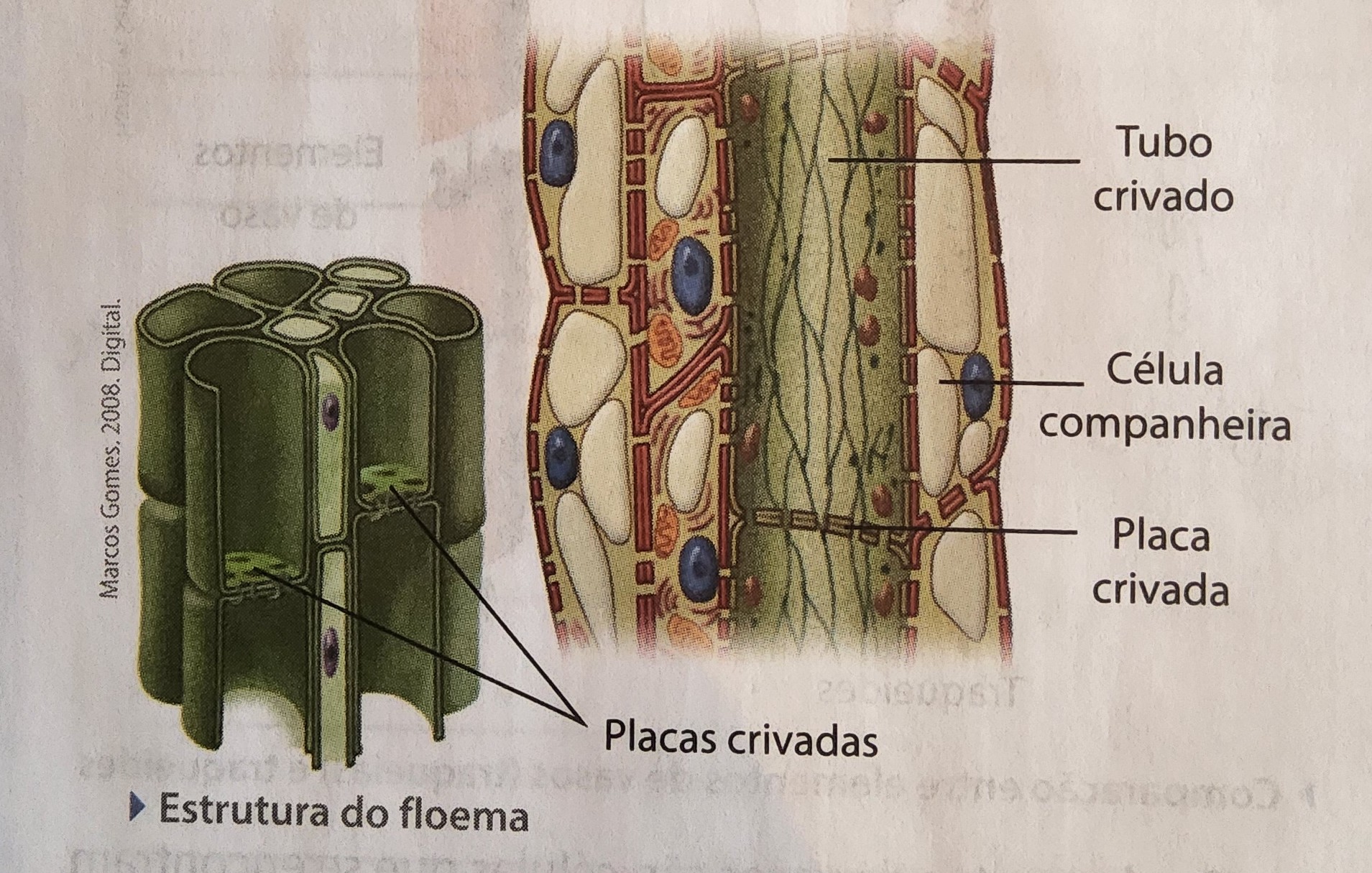 * transporte das partes clorofiladas para as partes vivas da planta
* células alongadas, vivas e anucleadas (sem organização no movimento)
* são os vasos liberianos ou elementos de tubos crivados
  * separados por placas crivadas (crivos = poros)

\
* nas angiospermas;
  * junto das células do floema, existem células companheiras
  * comunicam-se através de plasmodesmos com as células dos vasos liberianos
  * podem assumir o controle metabólico