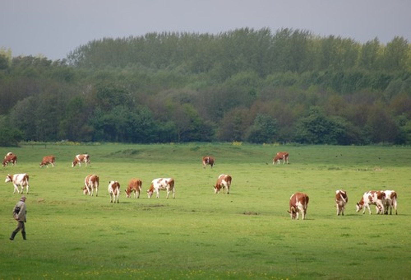 <p>Land used for animal grazing</p>