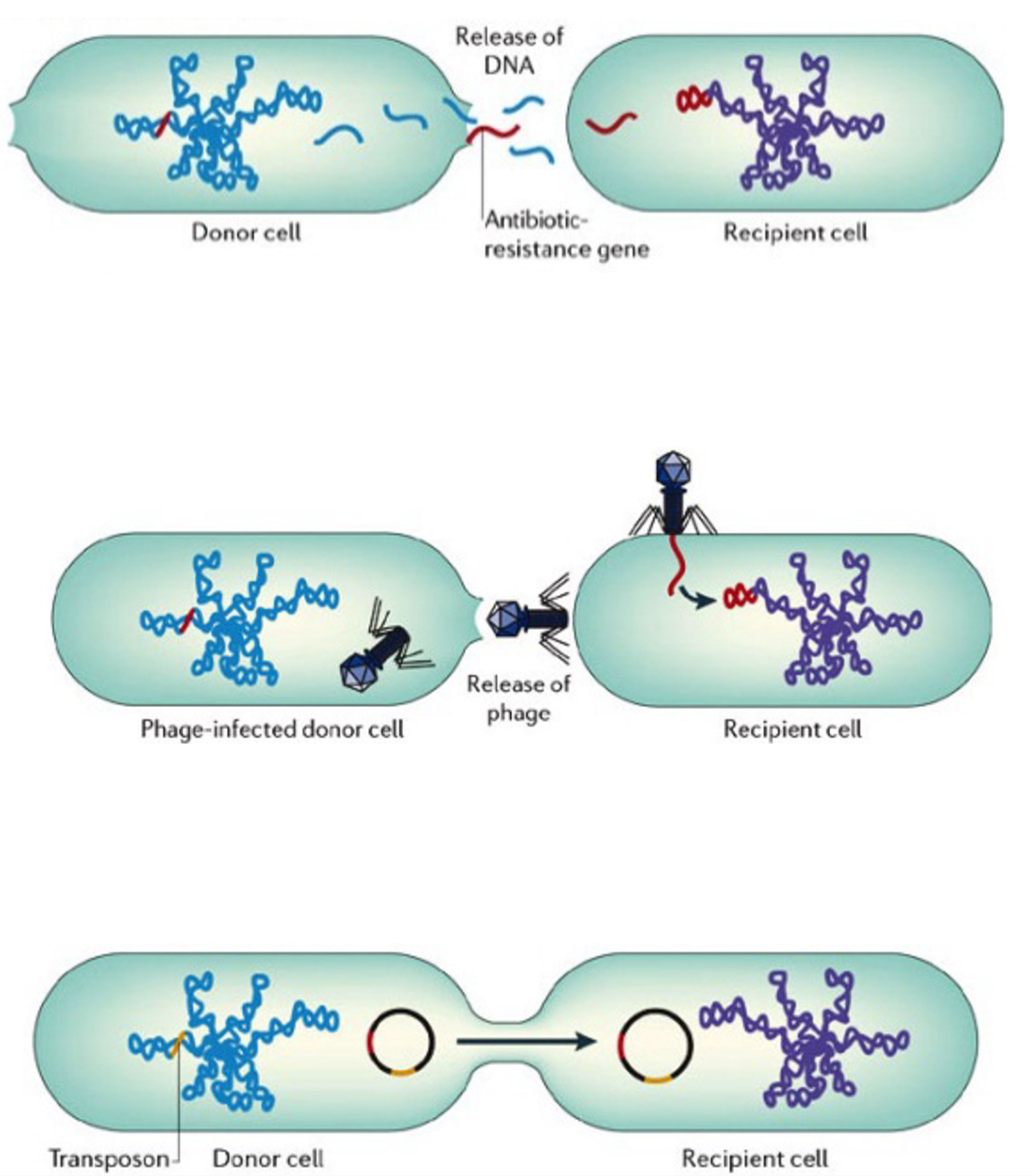 <p>Asexual reproduction by binary fission via horizontal gene transfer</p><p>1. Transformation: DNA is taken up from environment &amp; may be integrated into bacterial DNA</p><p>2. Transduction (via bacteriophage): bacterial DNA transferred to other bacteria by bacteriophages</p><p>3. Conjugation (via pilus): DNA passed through cytoplasm in pilus to another bacterial cell</p>