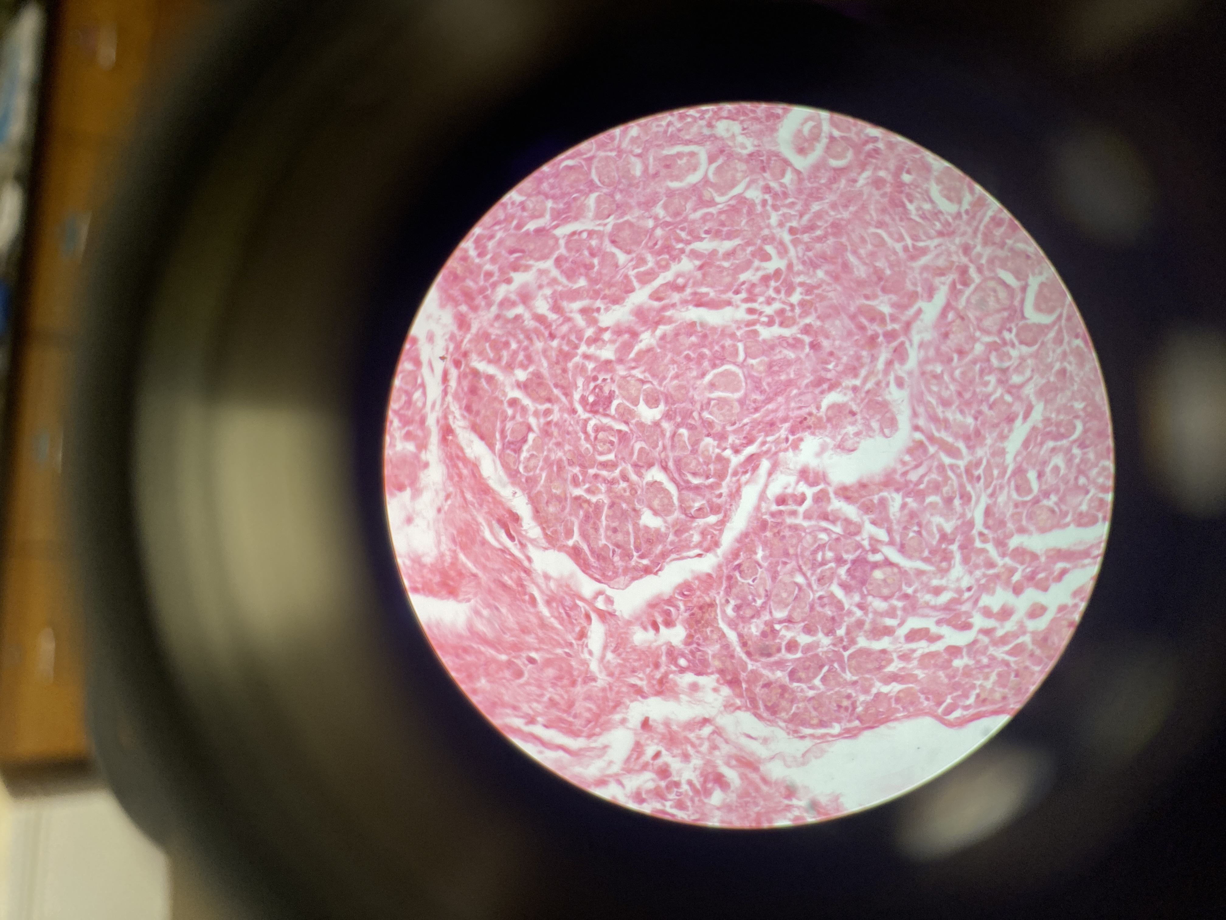What cell is this?