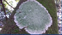 <p>What type of lichen is this?</p>