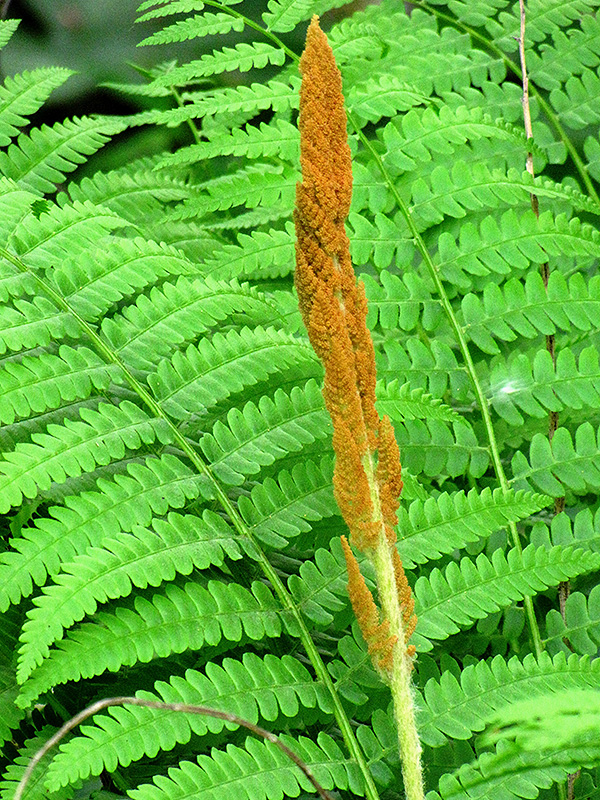 <ul><li><p>native, FACW</p></li><li><p>occurs in groups from shallow black root stock</p></li><li><p>spores on individual central spikes</p></li></ul>