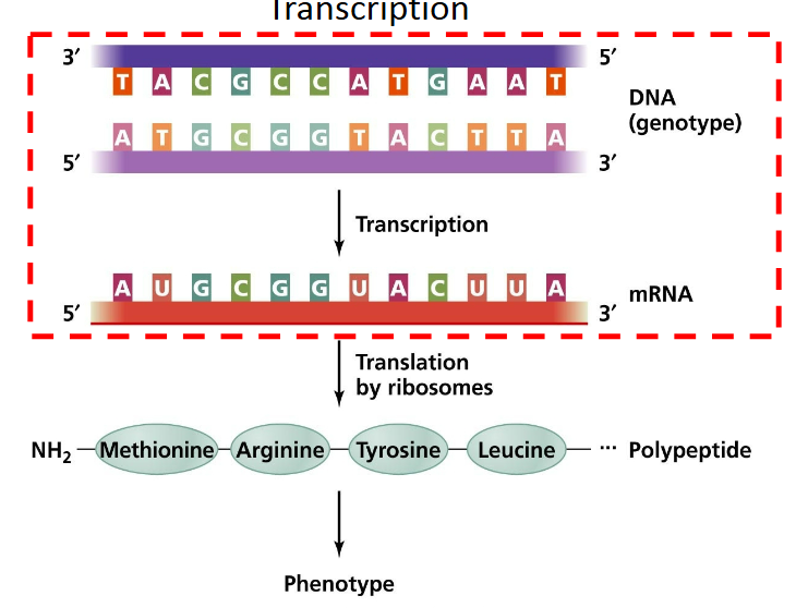 <p>DNA is read by RNA polymerase which synthesize RNA transcription in 5→ 3 direction</p><p>It adds RNA nucleotides (A, U, C, G) that are complementary to the DNA template (A pairs with U, T with A, C with G, G with C).</p><p></p><p>*<strong>DNA → RNA</strong><br>(Think of it as copying a recipe from a book—DNA is the book, RNA is your copy.)</p>