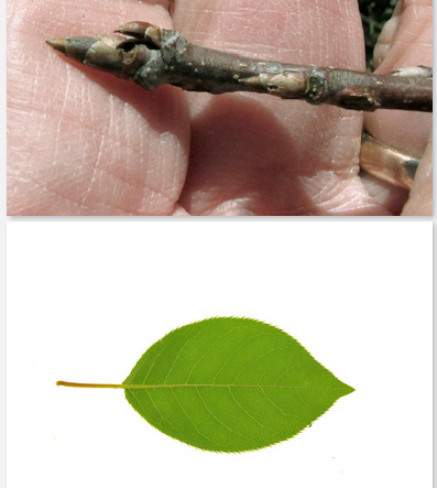 Blades: finely serrated leaves, dark green on top, light (pale) green on bottom
Reproductive: white flowers in spring
Bark: dark grey-brown, smooth or finely scaling, lateral lenticles