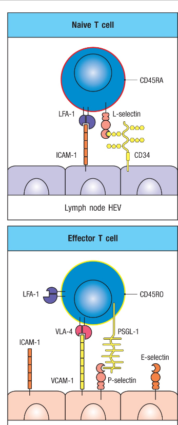 <p>Change their surface molecules allowing them top sites of infections</p><p>Naive T cells stay in lymph nodes through binding of L-selectin to carbohydrates on HEV</p><p>After encounter with pathogen many diff effector cells loose L-selectin→ leave the lymph and express VÖA-4 instead (integrin) + LFA-1 which bind to VCAM-1 and ICAM-1 in infected site</p>