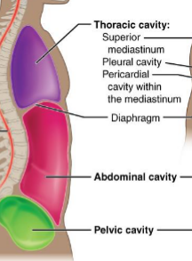 <p>Houses visceral organs</p><p>Thoracic, abdominal, and pelvic cavities</p>