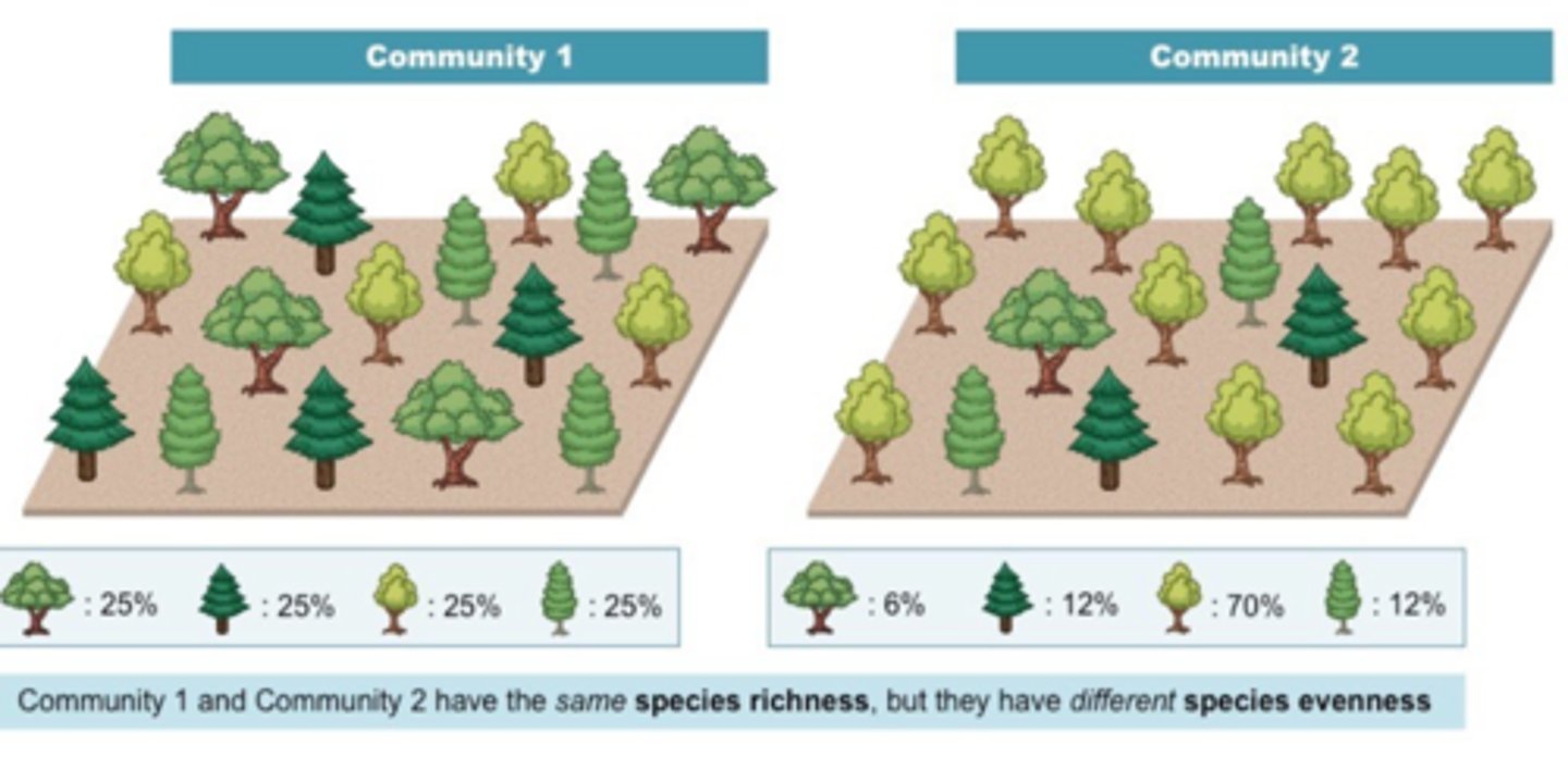 <p>the <span class="bgY">total number</span> of <strong>different species found in an ecosystem</strong></p>