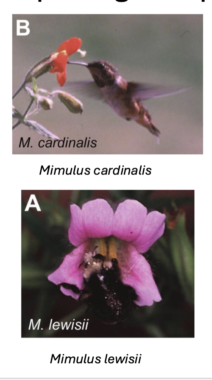 <p>Is Monkey flowers two different species?</p>
