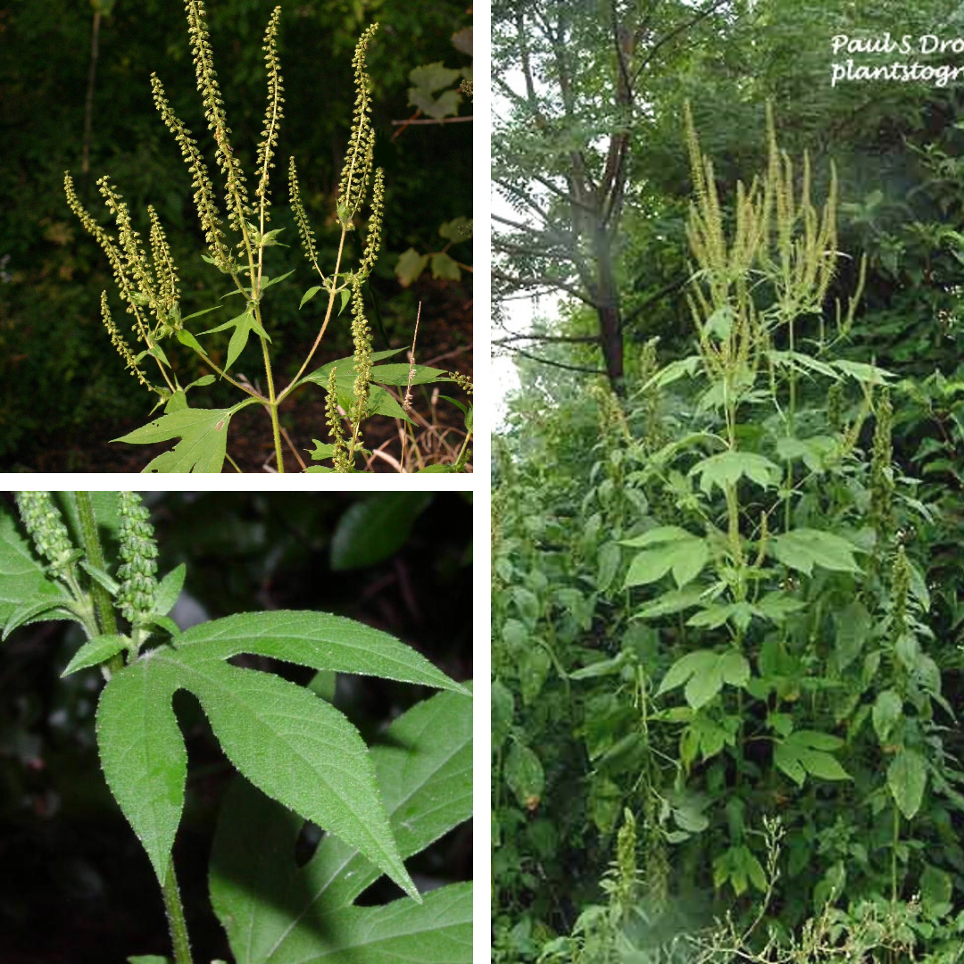 Giant Ragweed:

She big bb, can get up to 10ft tall. Huge tri-love leaves, very scabarous, downward facing green cup flowers