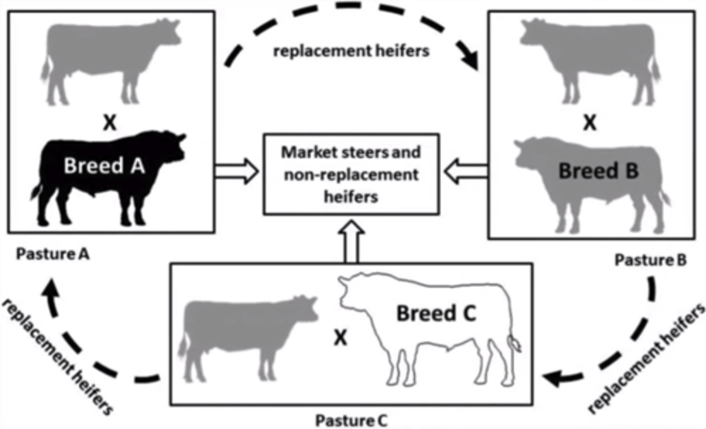 <p>- Three different sire breeds are mated to females that are a mixture of the three breeds</p><p>- Crossbred dams are mated with the breed of sire to which they are least related.</p>