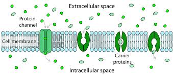 <p>provide a channel for molecules &amp; ions to pass</p><ul><li><p>act as a “gate”</p></li><li><p>hydrophilic</p></li><li><p>high → low</p></li><li><p>no energy needed</p></li></ul><p></p>