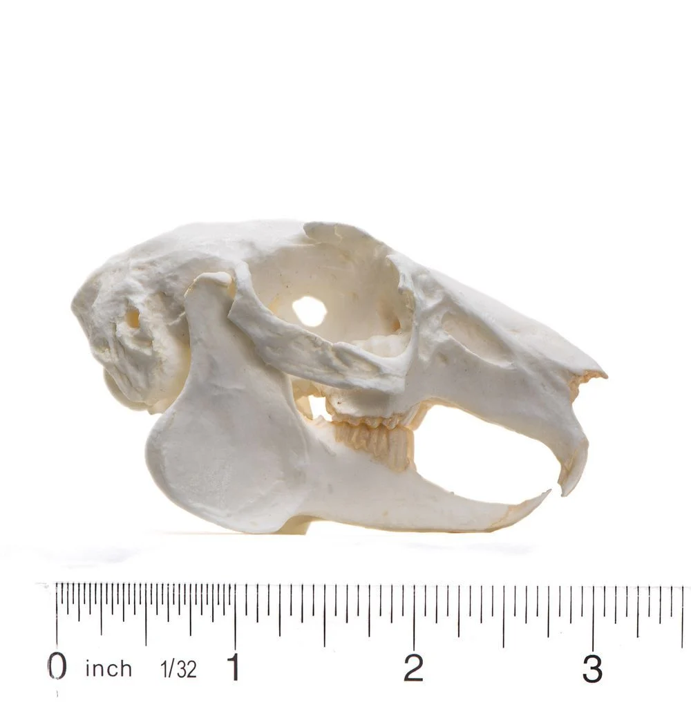 <p>fenestration between eyes and nostrils= webby-hollow looking area of bone</p>