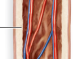 <p>the thin vascular membrane that lines the medullary cavity</p>