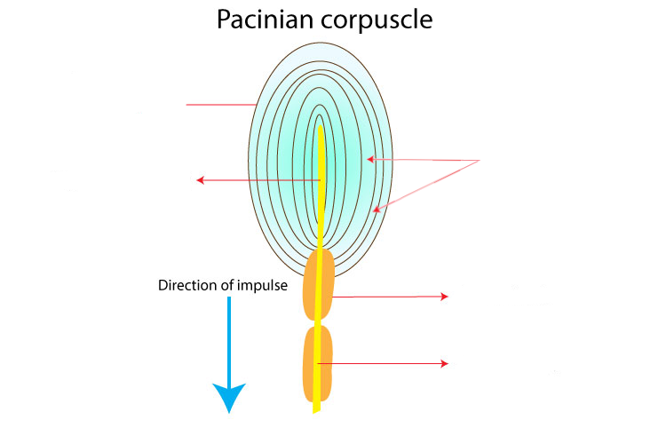 <p>Label the diagram</p>