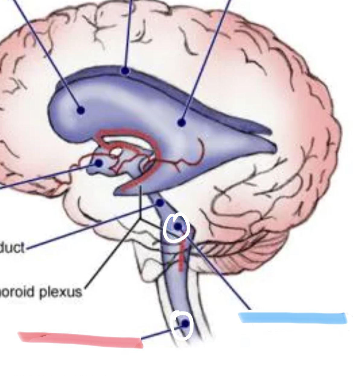 <p>4th ventricle</p>