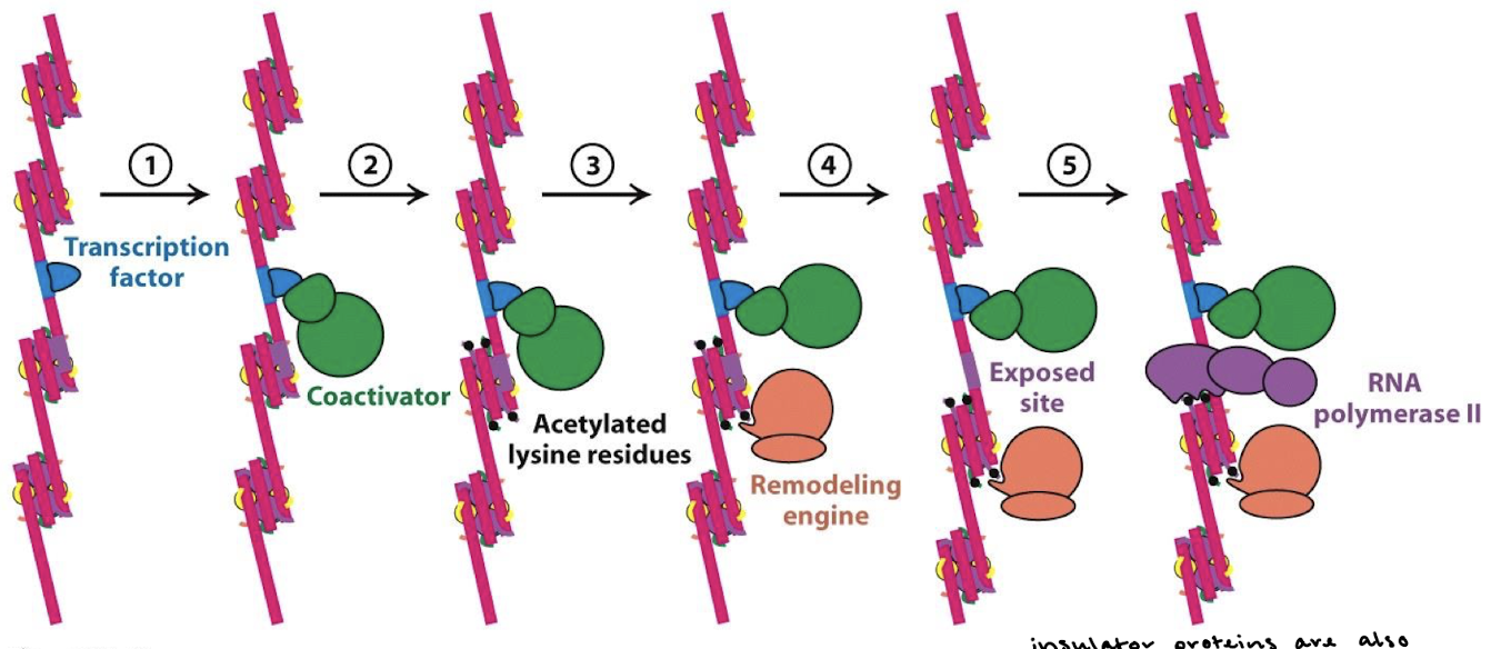 <p>Bromodomain proteins form a large chromatin remodeling complex that has ATPase and helicase activities. The complex alters nucleosome conformation and structure.</p>