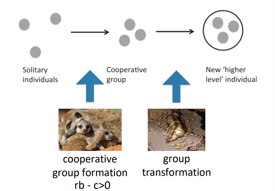 <ul><li><p>starting with <strong>solitary individuals</strong></p></li><li><p>a <strong>cooperative group</strong> of individuals may be formed, dependent on whether it is favoured by <strong>hamilton’s rule</strong></p></li><li><p>the second step is more difficult to achieve- the group <strong>transforms </strong>into a <strong>higher-level superindividual</strong>, such that some become unable to reproduce</p></li><li><p>this requires the elimination of selection between individuals in the group, so that all can become highly inter-dependent</p></li></ul><p></p><p>this <strong>elimination of selection</strong> can be achieved by:</p><ul><li><p><strong>aligning genetic interests</strong>- increasing relatedness, particularly by cloning, means the<strong> reproductive values</strong> of individuals are the <strong>same</strong></p></li><li><p><strong>repression of competition</strong>- when individuals can no longer reproduce independently, they have a <strong>shared fate </strong>and neither can perform better than the other, even with genetic differences</p></li></ul><p></p><p><strong>eusociality can only evolve from a strictly monogamous ancestor</strong></p><p></p>