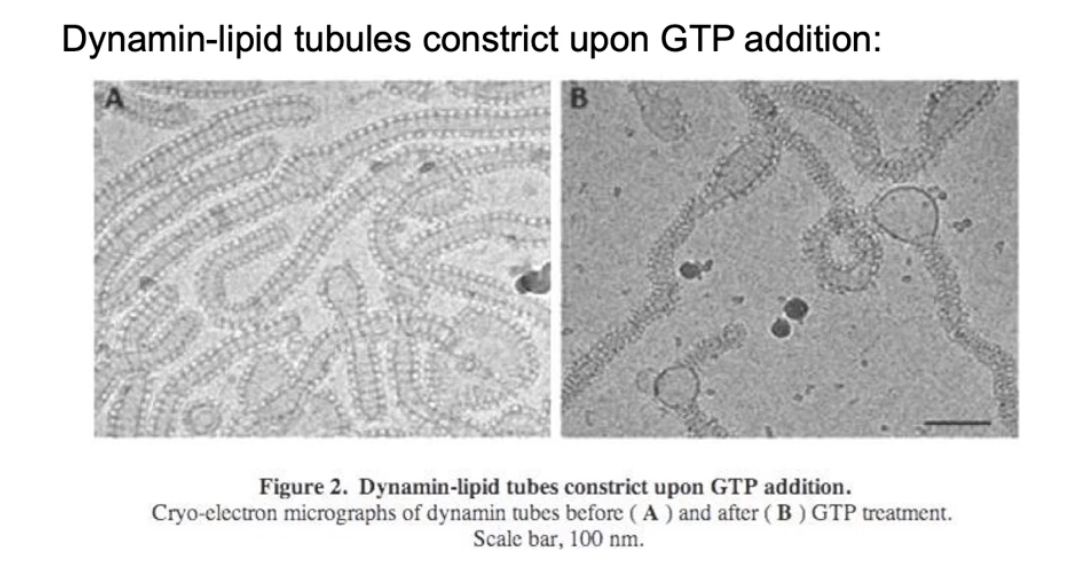 <ul><li><p>In vitro experiments use <strong>lipid tubes</strong> as vesicle neck models</p></li><li><p>Adding <strong>GTP</strong> causes dynamin to <strong>tighten</strong> around the lipid tube</p></li><li><p>This <strong>narrows the internal diameter</strong> of both the dynamin spiral and lipid tube</p></li><li><p>Suggests that dynamin <strong>constricts</strong> the membrane = pinchase support</p></li></ul><p></p>