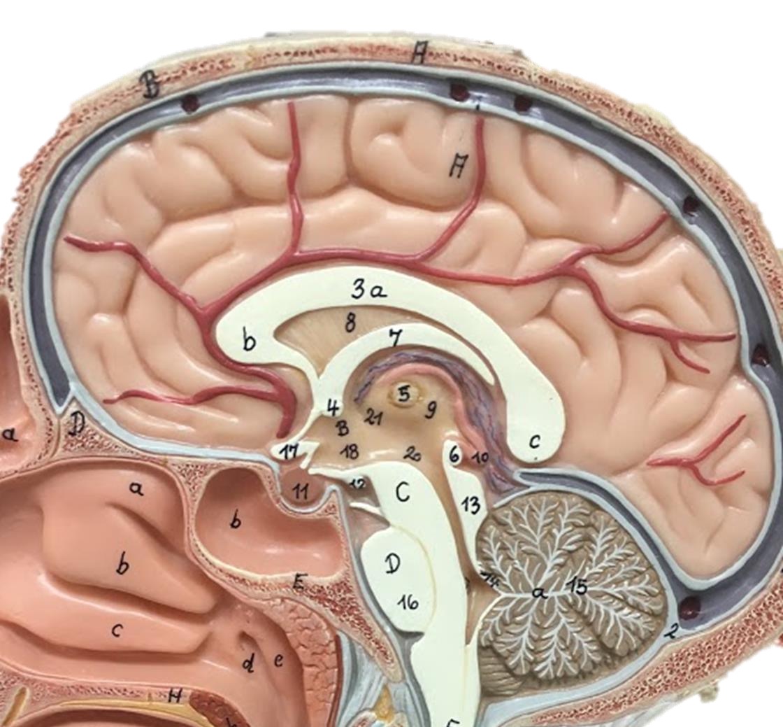 <p>Pineal gland</p>