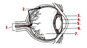 <p>What part of the eye is this? (No.5)</p>