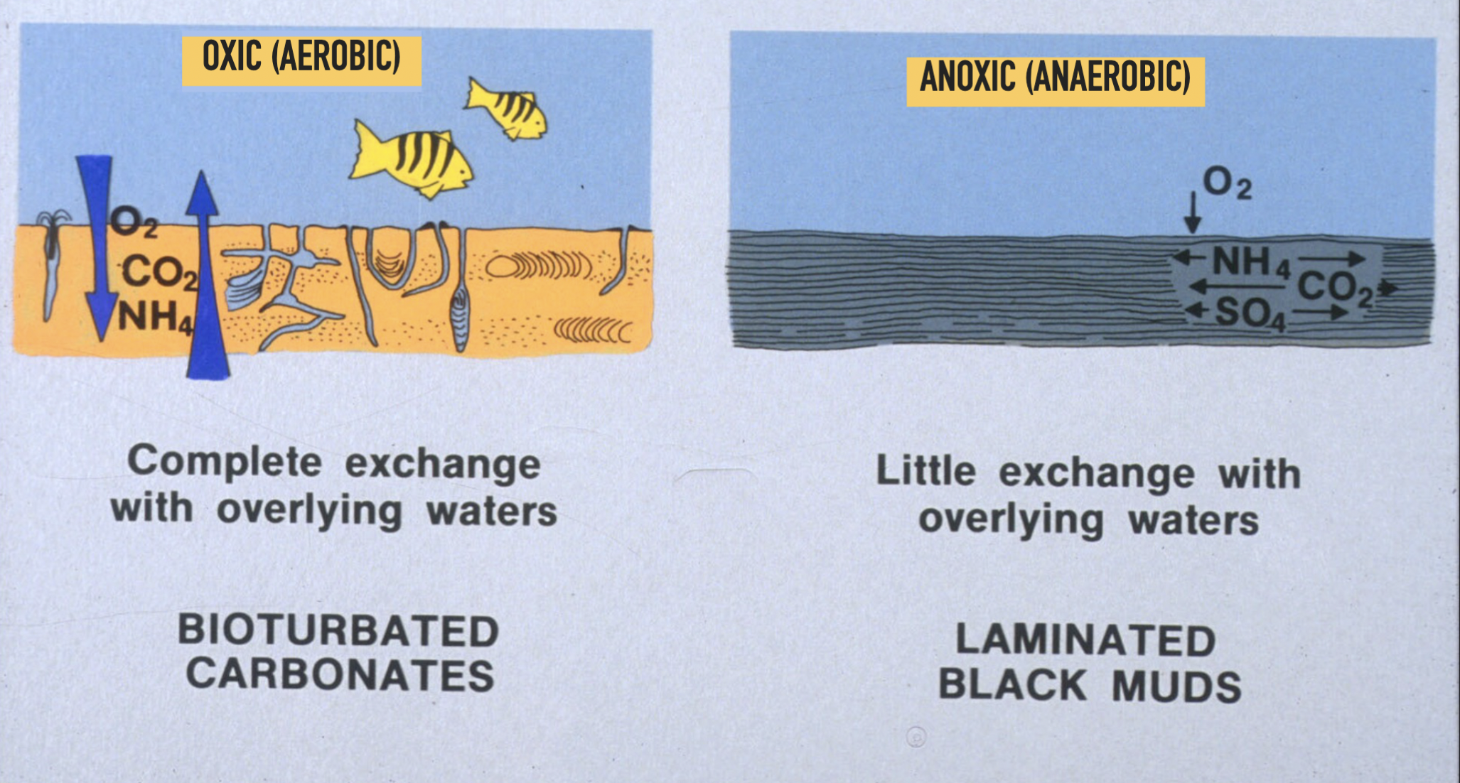 <p><strong>Oxic (aerobic) </strong>environments → bioturbated carbonates</p><ul><li><p>Complete exchange with overlying waters</p></li></ul><p><strong>Anoxic (anaerobic)</strong> environments → laminated black muds</p><ul><li><p>Little exchange with overlying waters</p></li></ul>