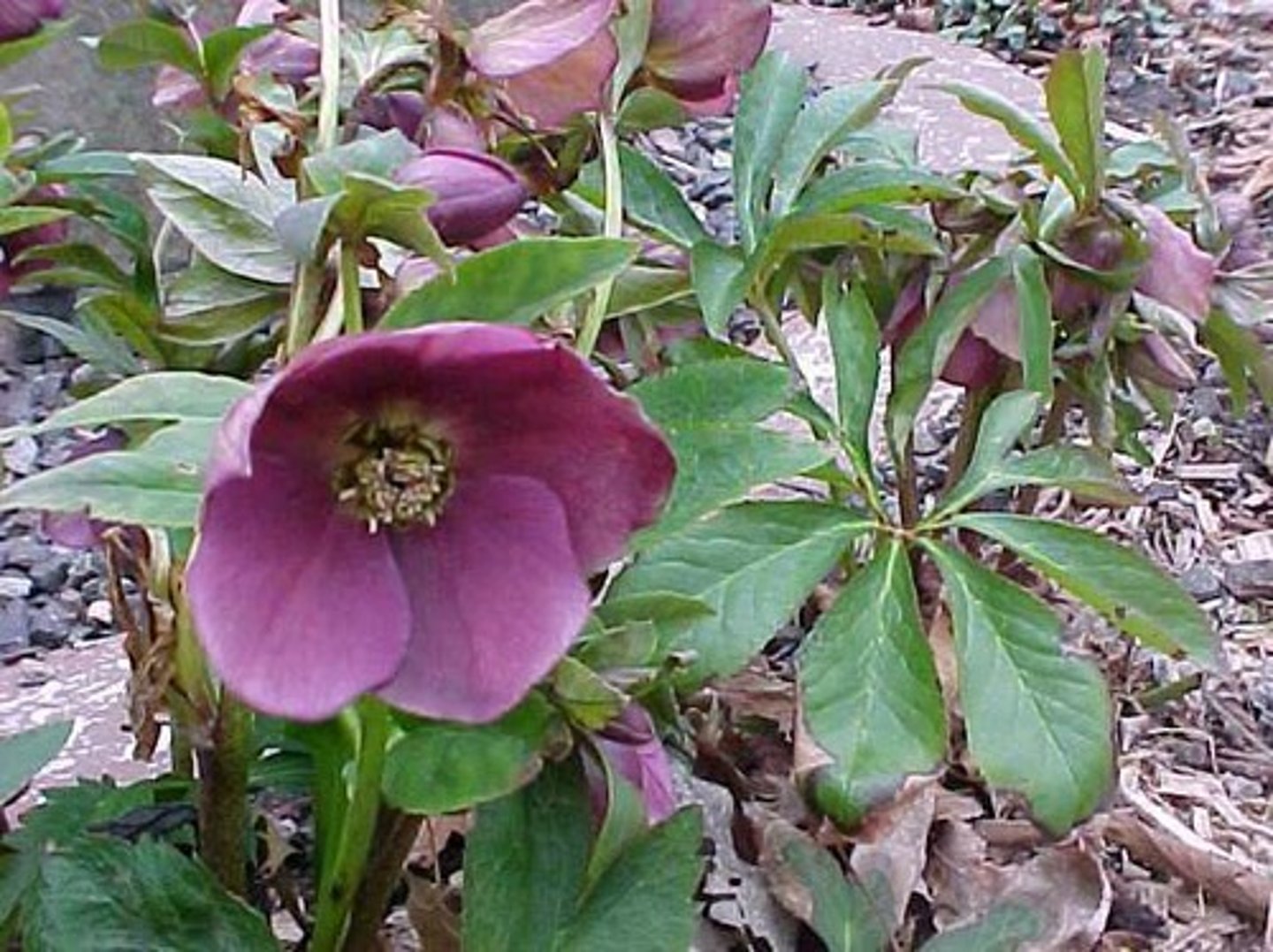 <p>shade plant; dry tolerant; independant plant; colonize</p><p>leaves: tiny teeth; palmately compound; thick; spotted stalk; crunchy</p><p>bloom: color is sepal not petal; stemless no branch</p>